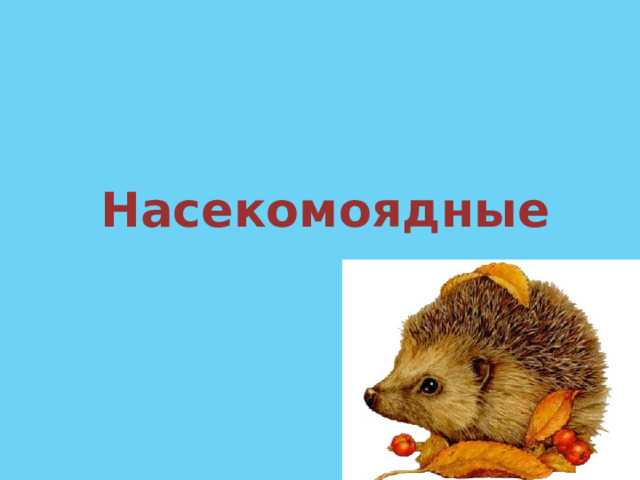 Насекомоядные 