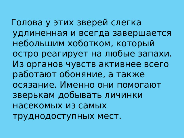 Голова у этих зверей слегка удлиненная и всегда завершается небольшим хоботком, который остро реагирует на любые запахи. Из органов чувств активнее всего работают обоняние, а также осязание. Именно они помогают зверькам добывать личинки насекомых из самых труднодоступных мест. 