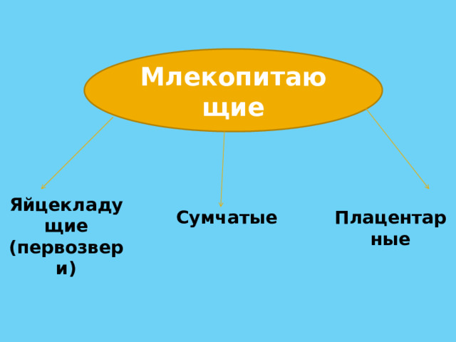 Млекопитающие Яйцекладущие (первозвери) Сумчатые Плацентарные 