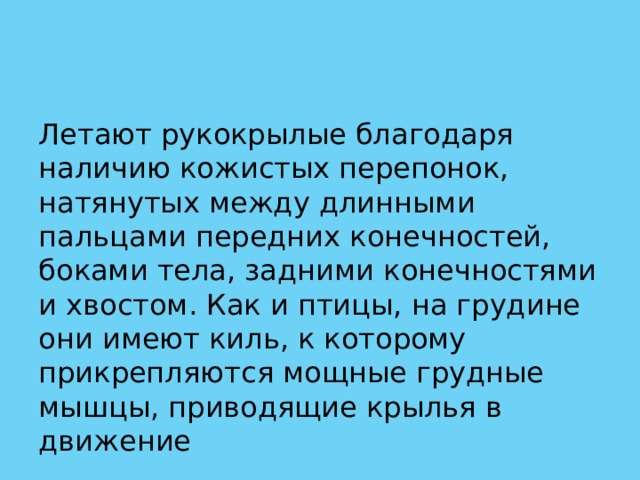 Летают рукокрылые благодаря наличию кожистых перепонок, натянутых между длинными пальцами передних конечностей, боками тела, задними конечностями и хвостом. Как и птицы, на грудине они имеют киль, к которому прикрепляются мощные грудные мышцы, приводящие крылья в движение 