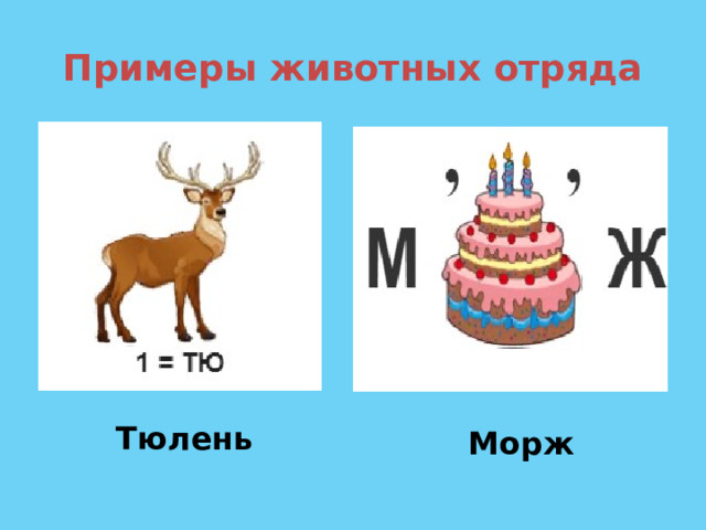 Примеры животных отряда Тюлень Морж  