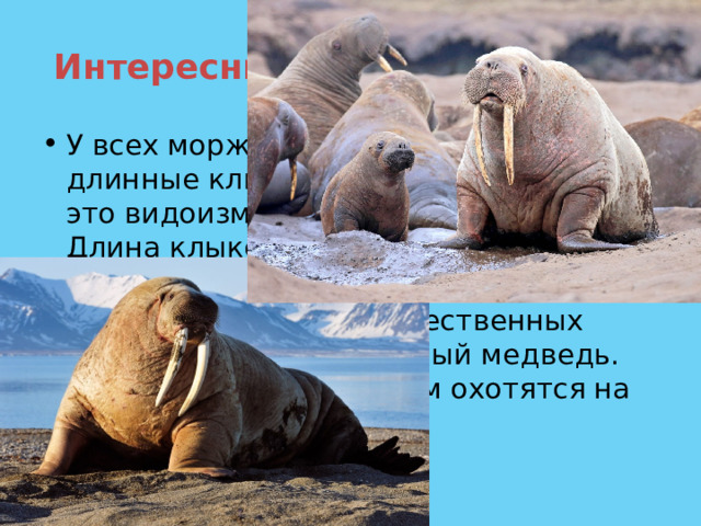 Интересные факты о моржах У всех моржей есть большие и длинные клыки, их называют бивнями, это видоизмененные верхние зубы. Длина клыков в среднем составляет один метр у взрослой особи У моржей всего два естественных врага: касатка и полярный медведь. Эти хищники в основном охотятся на детенышей моржей. 