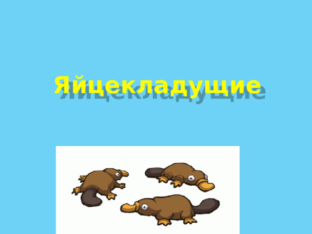 Яйцекладущие 