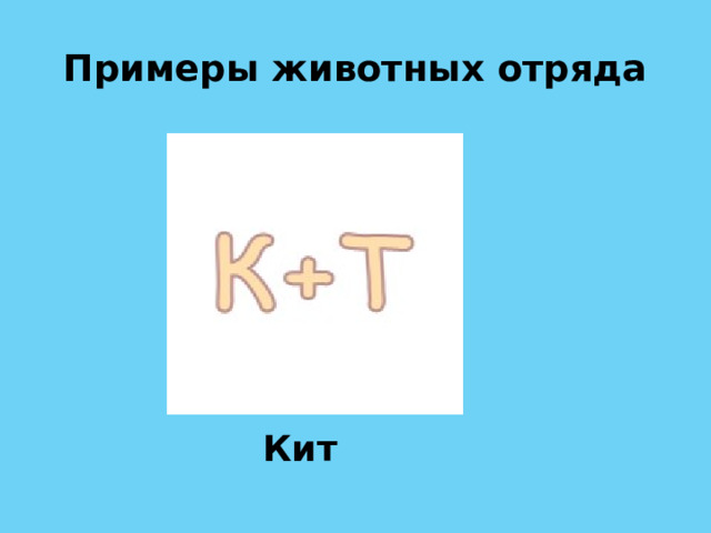 Примеры животных отряда Кит 