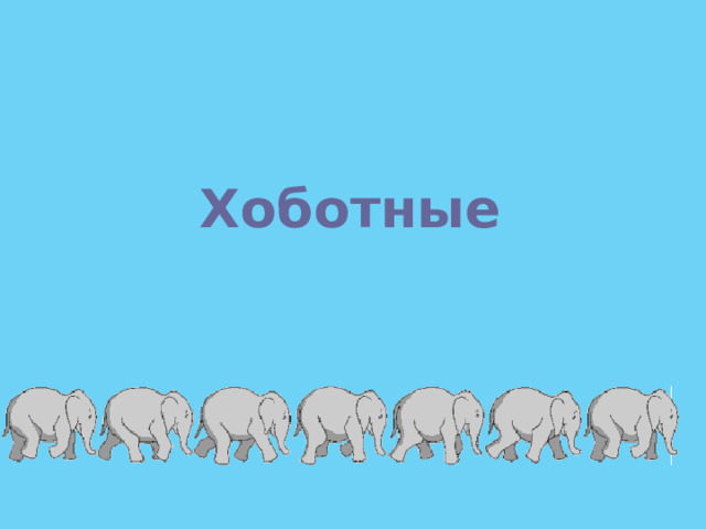 Хоботные 