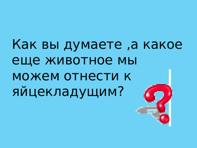 Как вы думаете ,а какое еще животное мы можем отнести к яйцекладущим? 