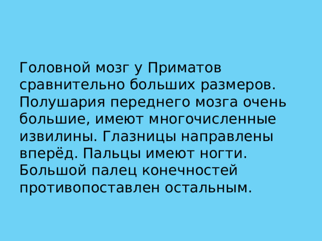 Головной мозг у Приматов сравнительно больших размеров. Полушария переднего мозга очень большие, имеют многочисленные извилины. Глазницы направлены вперёд. Пальцы имеют ногти. Большой палец конечностей противопоставлен остальным. 