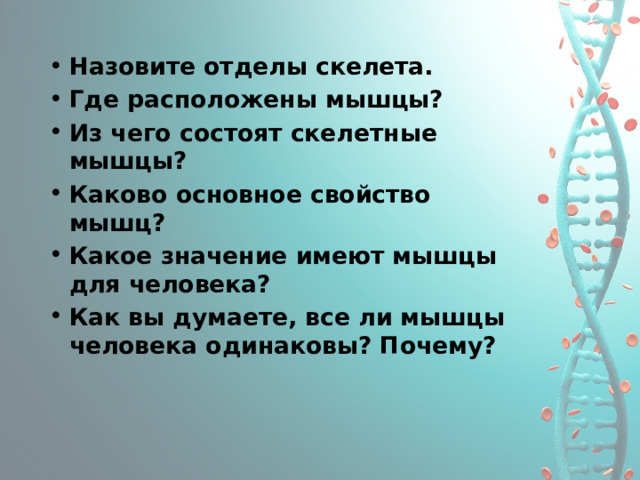 Назовите отделы скелета. Где расположены мышцы? Из чего состоят скелетные мышцы? Каково основное свойство мышц? Какое значение имеют мышцы для человека? Как вы думаете, все ли мышцы человека одинаковы? Почему?  