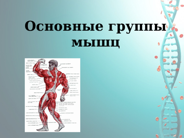 Основные группы мышц 