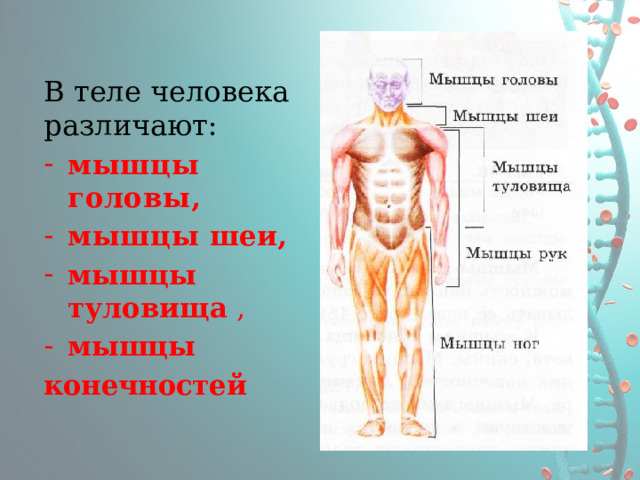 В теле человека различают: мышцы головы, мышцы шеи, мышцы туловища , мышцы конечностей 