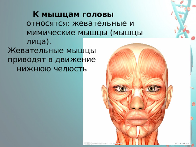 К мышцам головы относятся: жевательные и мимические мышцы (мышцы лица). Жевательные мышцы приводят в движение нижнюю челюсть 