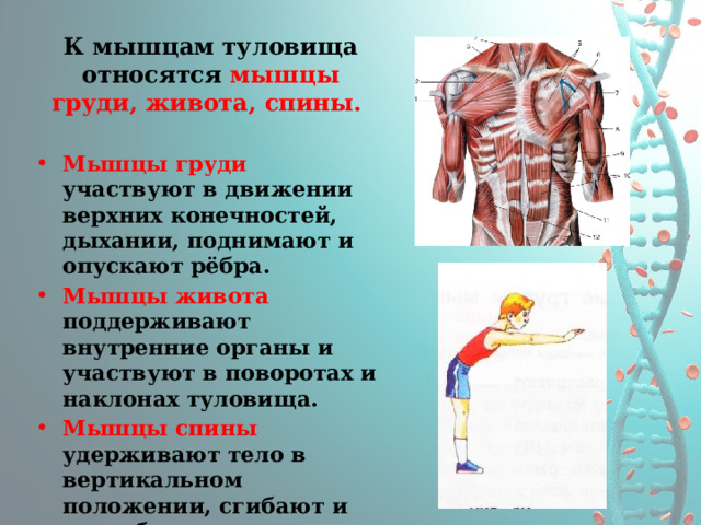 К мышцам туловища относятся мышцы груди, живота, спины.  Мышцы груди участвуют в движении верхних конечностей, дыхании, поднимают и опускают рёбра. Мышцы живота поддерживают внутренние органы и участвуют в поворотах и наклонах туловища. Мышцы спины удерживают тело в вертикальном положении, сгибают и разгибают позвоночник: мы можем стоять прямо или наклонять туловище вперёд, назад, влево, вправо 