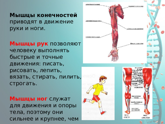Мышцы конечностей приводят в движение руки и ноги. Мышцы рук позволяют человеку выполнять быстрые и точные движения: писать, рисовать, лепить, вязать, стирать, пилить, строгать. Мышцы ног служат для движения и опоры тела, поэтому они сильнее и крупнее, чем мышцы рук 