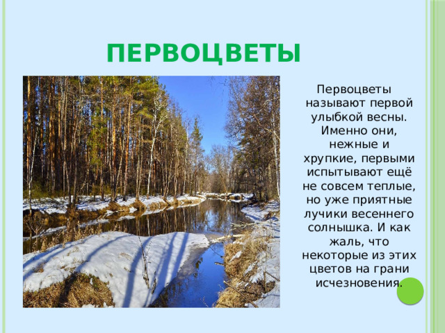 Первоцветы Первоцветы называют первой улыбкой весны. Именно они, нежные и хрупкие, первыми испытывают ещё не совсем теплые, но уже приятные лучики весеннего солнышка. И как жаль, что некоторые из этих цветов на грани исчезновения. Первоцветы называют первой улыбкой весны. Именно они, нежные и хрупкие, первыми испытывают ещё не совсем теплые, но уже приятные лучики весеннего солнышка. И как жаль, что некоторые из этих цветов на грани исчезновения.  