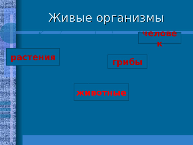 Живые организмы человек растения грибы животные 