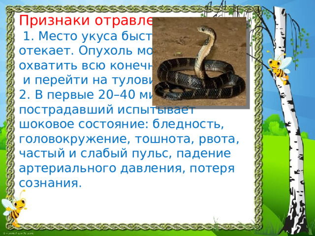 Признаки отравления  1. Место укуса быстро  отекает. Опухоль может  охватить всю конечность  и перейти на туловище.  2. В первые 20–40 минут  пострадавший испытывает шоковое состояние: бледность, головокружение, тошнота, рвота, частый и слабый пульс, падение артериального давления, потеря сознания.   