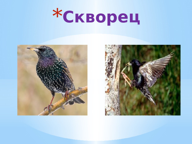 Скворец 