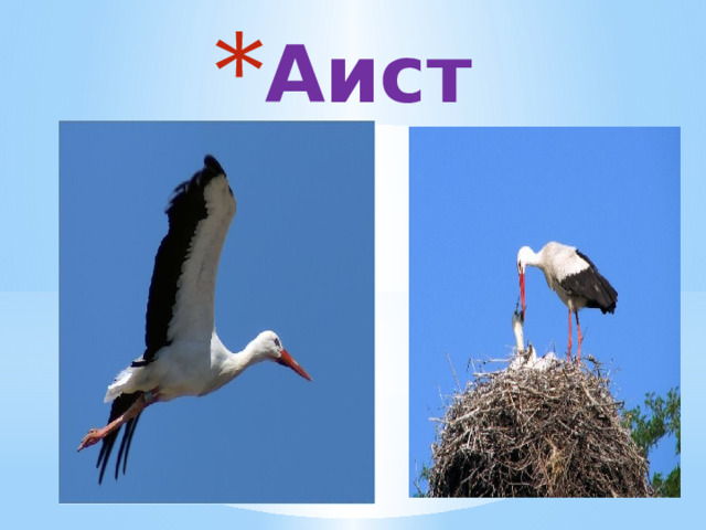 Аист 