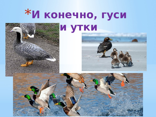 И конечно, гуси и утки 