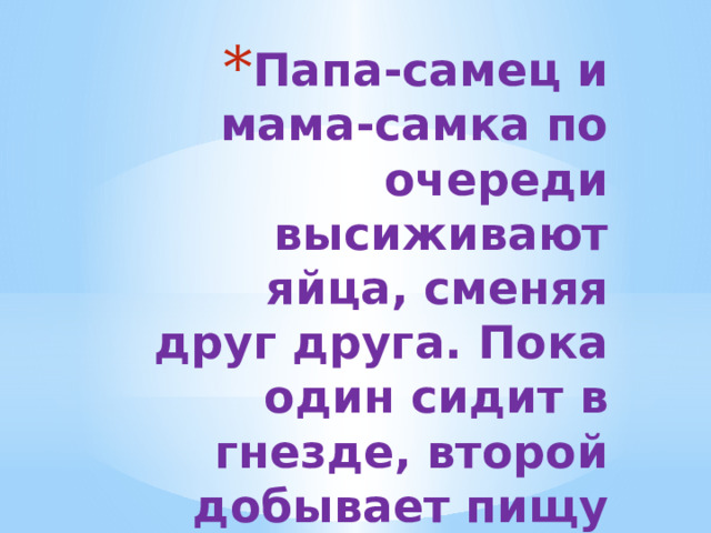 Папа-самец и мама-самка по очереди высиживают яйца, сменяя друг друга. Пока один сидит в гнезде, второй добывает пищу для птенцов. 