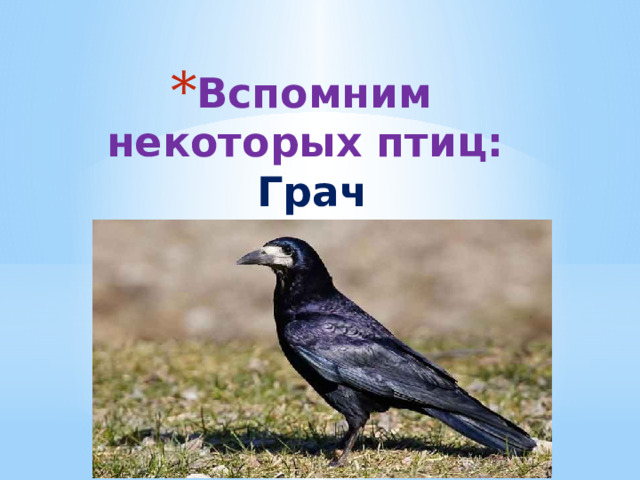 Вспомним некоторых птиц:  Грач 