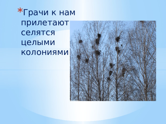 Грачи к нам прилетают и селятся целыми колониями. 