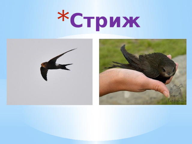 Стриж 