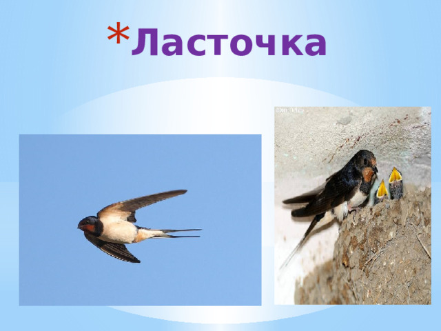 Ласточка 