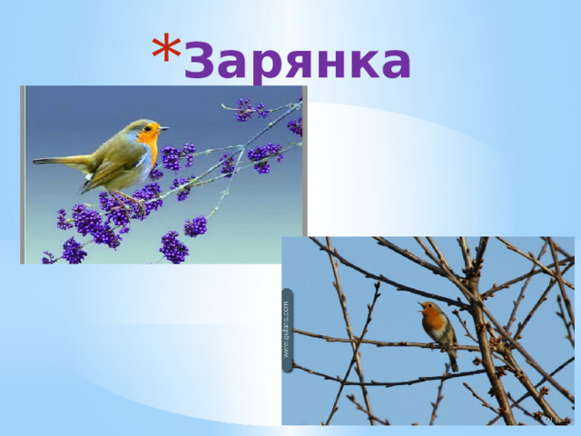 Зарянка 