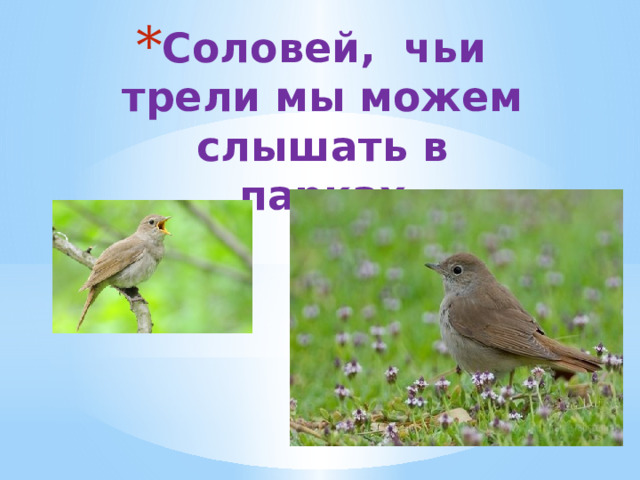 Соловей, чьи трели мы можем слышать в парках 