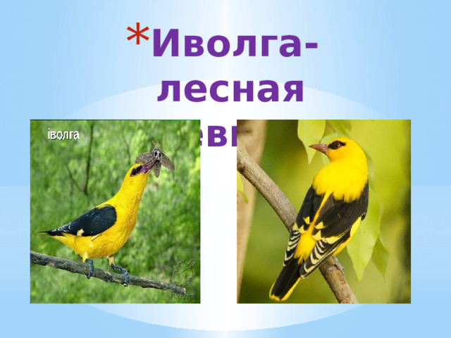Иволга- лесная певица 
