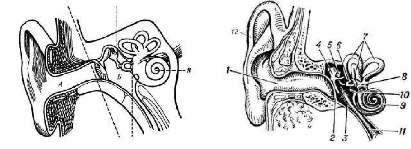 Изучение строения органа слуха на муляже