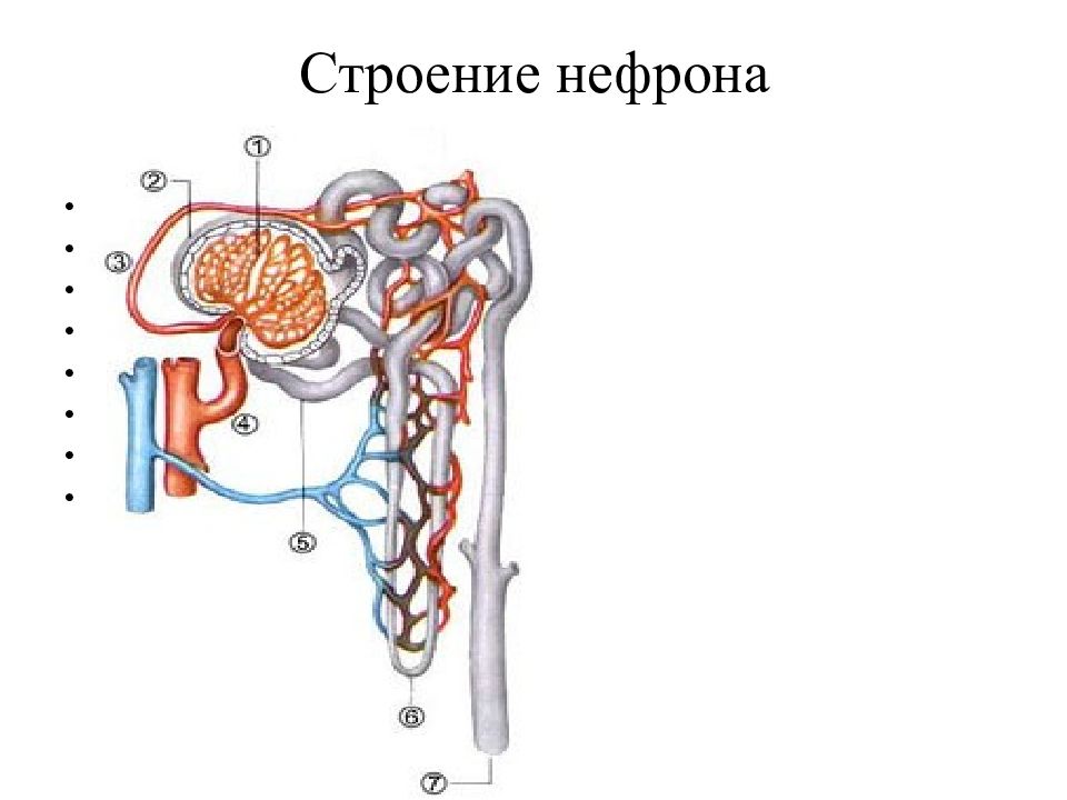 Структура нефрона рисунок