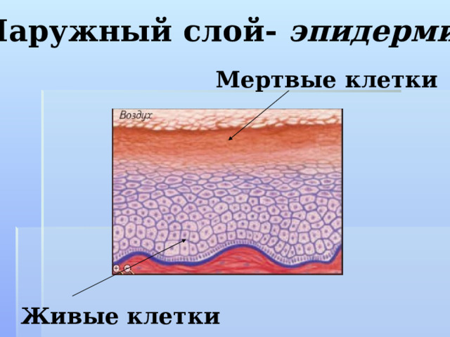 Наружный слой- эпидермис Мертвые клетки Живые клетки 