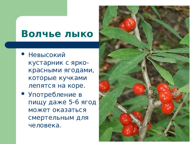 Волчье лыко Невысокий кустарник с ярко-красными ягодами, которые кучками лепятся на коре. Употребление в пищу даже 5-6 ягод может оказаться смертельным для человека. 