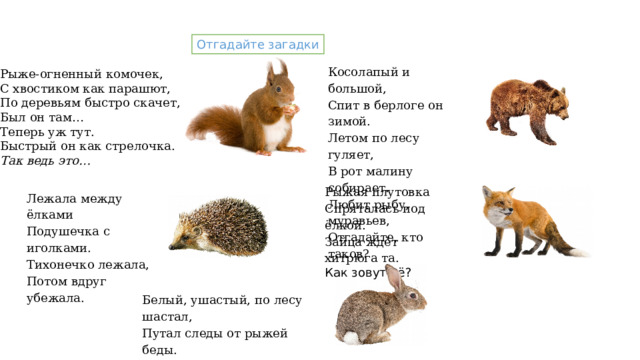 Отгадайте загадки Косолапый и большой, Спит в берлоге он зимой. Летом по лесу гуляет, В рот малину собирает. Любит рыбу, муравьев, Отгадайте, кто таков? Рыже-огненный комочек, С хвостиком как парашют, По деревьям быстро скачет, Был он там… Теперь уж тут. Быстрый он как стрелочка. Так ведь это… Рыжая плутовка Спряталась под ёлкой. Зайца ждёт хитрюга та. Как зовут её? Лежала между ёлками Подушечка с иголками. Тихонечко лежала, Потом вдруг убежала. Белый, ушастый, по лесу шастал, Путал следы от рыжей беды.  