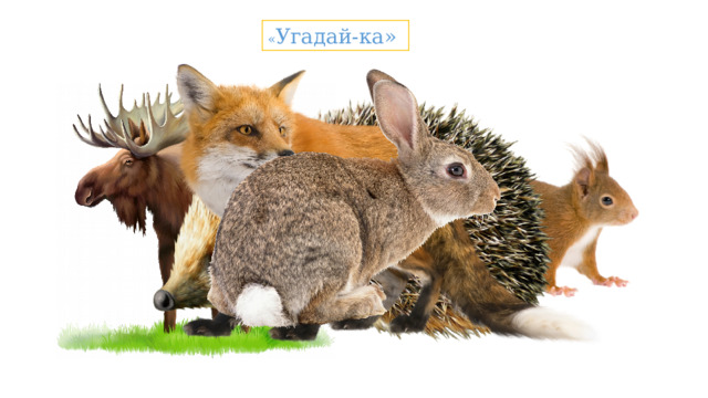 « Угадай-ка» Дидактическая игра «Угадай-ка». Дополнить предложение. Ноги, копыта, рога – у …. (лося). Кисточки на ушах – у … (белки). Иголки на теле – у …. (ежа). Рыжий пушистый хвост – у … (лисы). Бурая шерсть – у … (медведя). Длинные уши – у … (зайца).  