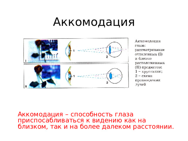 Аккомодация  Аккомодация – способность глаза приспосабливаться к видению как на близком, так и на более далеком расстоянии. 