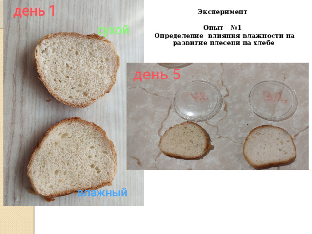 Эксперимент  Опыт №1  Определение влияния влажности на развитие плесени на хлебе   