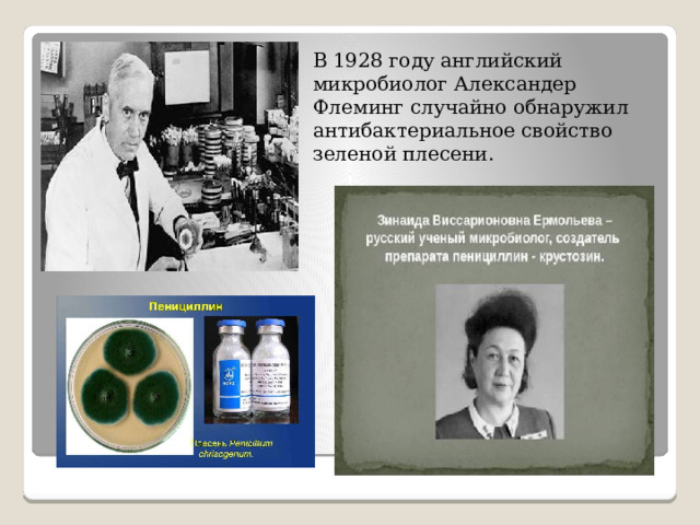В 1928 году английский микробиолог Александер Флеминг случайно обнаружил антибактериальное свойство зеленой плесени. 