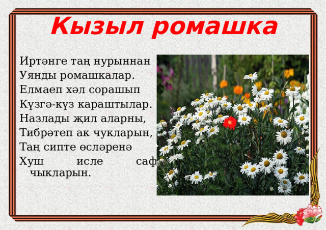 Кызыл ромашка   И ртәнге таң нурыннан Уянды ромашкалар. Елмаеп хәл сорашып Күзгә-күз караштылар. Назлады җил аларны, Тибрәтеп ак чукларын, Таң сипте өсләренә Хуш исле саф чыкларын. 