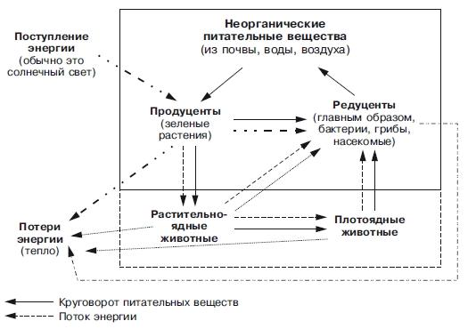 Схема круговорот веществ и потока энергии