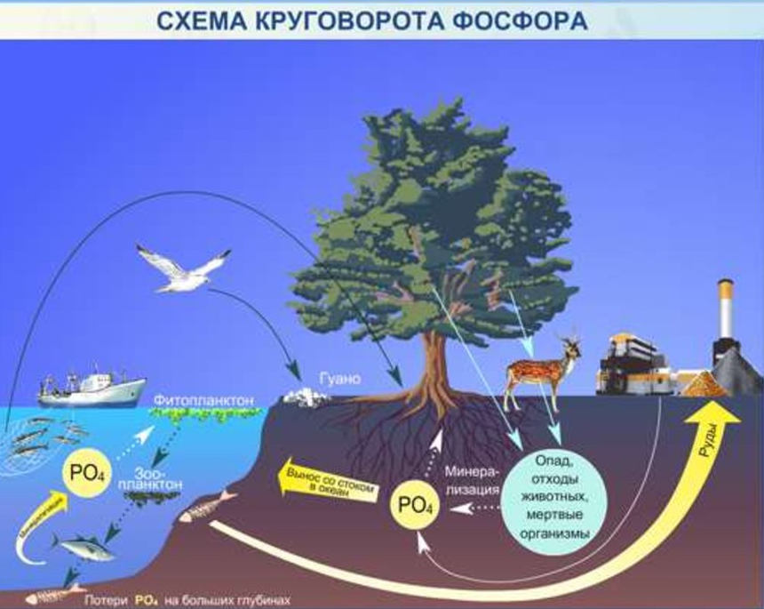 Составьте схему круговорота фосфора и разными стрелками покажите перемещение фосфора