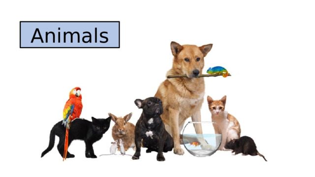 Animals 