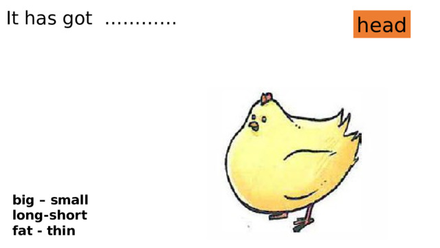 It has got ………… head big – small long-short fat - thin 