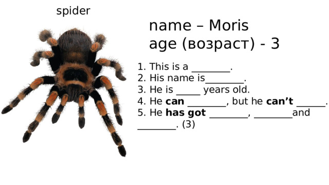 spider name – Moris age (возраст) - 3 1. This is a ________. 2. His name is________. 3. He is _____ years old. 4. He can ________, but he can’t ______. 5. He has got ________, ________and ________. (3) 
