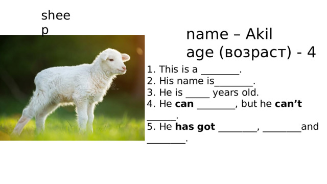 sheep name – Akil age (возраст) - 4 1. This is a ________. 2. His name is________. 3. He is _____ years old. 4. He can ________, but he can’t ______. 5. He has got ________, ________and ________. 