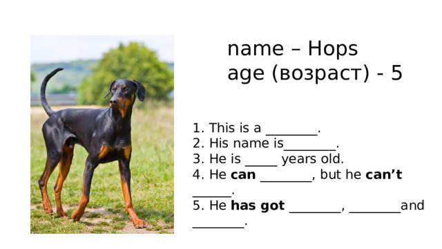 name – Hops age (возраст) - 5 1. This is a ________. 2. His name is________. 3. He is _____ years old. 4. He can ________, but he can’t ______. 5. He has got ________, ________and ________. 