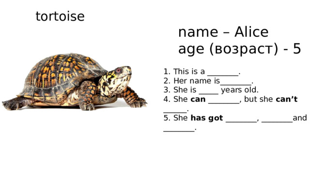 tortoise name – Alice age (возраст) - 5 1. This is a ________. 2. Her name is________. 3. She is _____ years old. 4. She can ________, but she can’t ______. 5. She has got ________, ________and ________. 