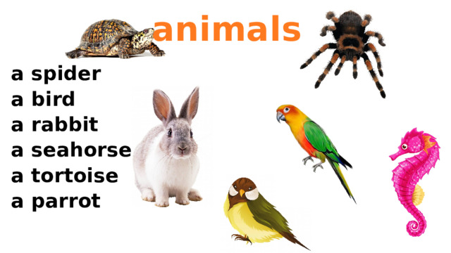 animals a spider a bird a rabbit a seahorse a tortoise a parrot 